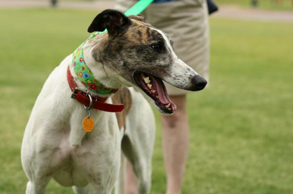 GreyhoundPetsOK's tweet image. Happy adoption day, Piper! Be a good girl for your new family. #greyhound #adoptagreyhound