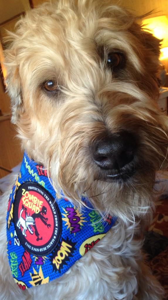 MadSCWT's tweet image. @TobyCockapoo My groomer gives little fabric bandanas everytime I visit. This &amp;amp; my superhero one are my favorites!