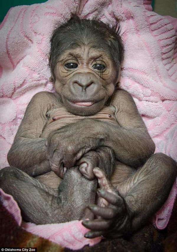 Joe Mailonline Newborn Gorilla Sits Just Like A Baby Human Http T Co 5ox8w2v4h9 Http T Co Bpti0sxvrv Or It S Just A Really Ugly Baby