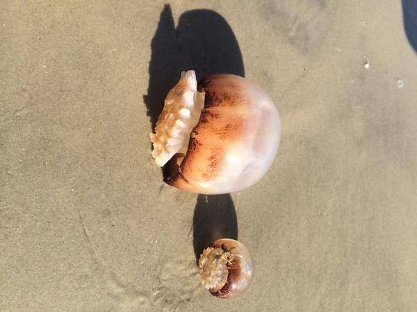 WindsongPhotog's tweet photo. High tide is bringing in the Jellies @VisitTybee #purpleflag #bringthevinegar #hotlifeguards #momma&babyjelly http://t.co/JwB3DFnaSF