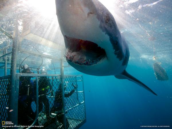 Divers take in the thrilling sight of a great white shark near Australia's Neptune Islands on.natgeo.com/1q3rIZg