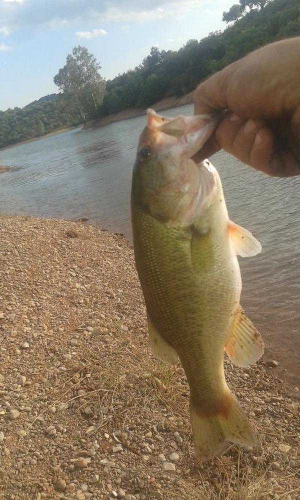 Siempre captura y suelta