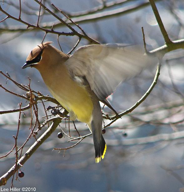 How I became a #Birder http://bitly.com/HOP08212014 #Nature #Photography #Hiking #birds