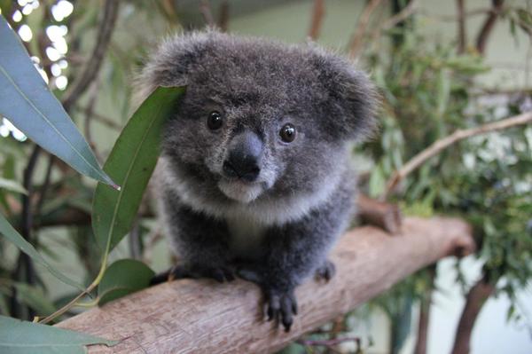 Australia's tweet image. Archer the 10 month old koala joey from @Featherdale Wildlife Park is just way too cute not to share...