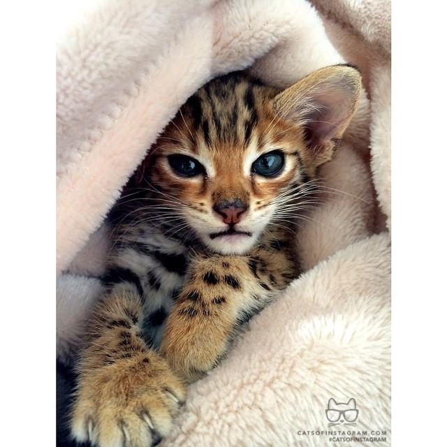 Cats of Instagram (catsofinstagram) on Twitter Cats of Instagram (catsofinstagram) on Twitter