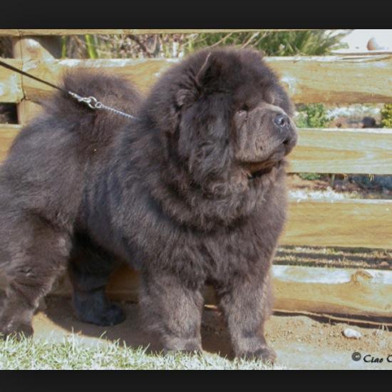 casey_marie00's tweet image. @PsomasAnthony what about this one?? #bluechow