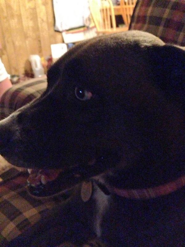 evol_annabellee's tweet image. Pepper Jack was on the edge of her seat during the #RectifyFinale! #Rectify #TeamTawney @AdelaideClem