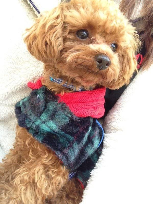 大松沢ショージ Parade Parade Twitterissa ダルビッシュのシュナウザーはゾンビみたいになるし マー君の犬 写真がビフォーアフター は人面犬になるしアメリカのトリマーは何をしているんでしょうか Http T Co Hbbd5hbtxw 大松沢ショージ Parade Parade Twitterissa ダルビッシュのシュナウザーはゾンビみたいになるし マー君の犬 写真がビフォーアフター は人面犬になるしアメリカのトリマーは何をしているんでしょうか Http T Co Hbbd5hbtxw
