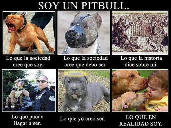 DogsPitbull's tweet photo. Pitbull Dogs http://t.co/vsdHNTX4Wk