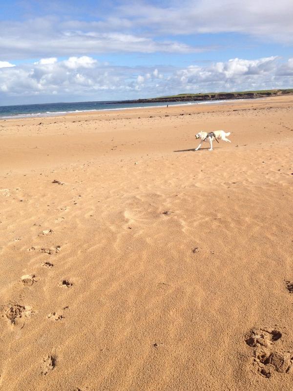 busybergenbee's tweet photo. Achill island was perfect, feel so refreshed from Atlantic #Ireland #camping  #husky #achill #goldenstrand #mayo http://t.co/qg8sYxGzAY