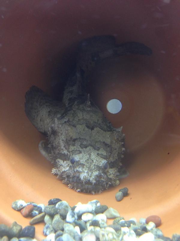 がらす 水槽減らすつもりが何故か増えていく現象に悩まされてるアカウントはこちら 今日買ってきた インド淡水アンコウとペルーストーンフィッシュ ストーンフィッシュはようは淡水オコゼですな 淡水アンコウはこのブサ可愛いさがたまらんw Http T Co がらす 水槽減らすつもりが何故か増えていく現象に悩まされてるアカウントはこちら 今日買ってきた インド淡水アンコウとペルーストーンフィッシュ ストーンフィッシュはようは淡水オコゼですな 淡水アンコウはこのブサ可愛いさがたまらんw Http T Co