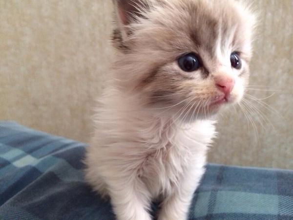The Cult Cat (@elverojaguar) on Twitter photo 