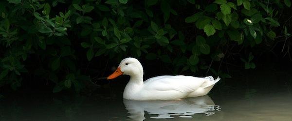 hootsuite's tweet image. What's a duck worth? ow.ly/AAFMr The value of earned social through brand mascots