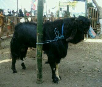 Peternak Kambing Aspekpinlampung Twitter