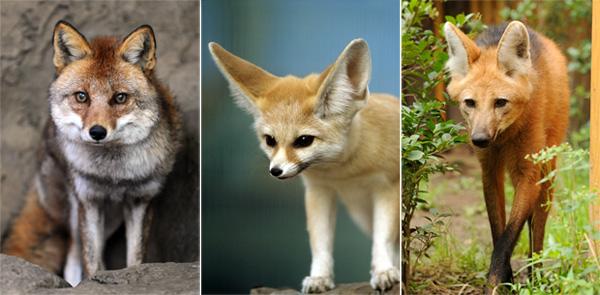 東京ズーネット 公式 左からホンドギツネ フェネック タテガミオオカミ ホンドギツネとフェネックは キツネ属 タテガミ オオカミは タテガミオオカミ属 ちなみにタイリクオオカミは イヌ属 フェネックの大きな耳には 放熱の役割があります