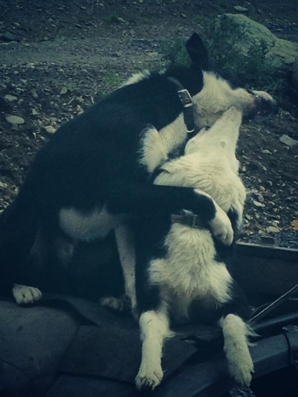Tan and Floss having a cuddle/fight to the death.