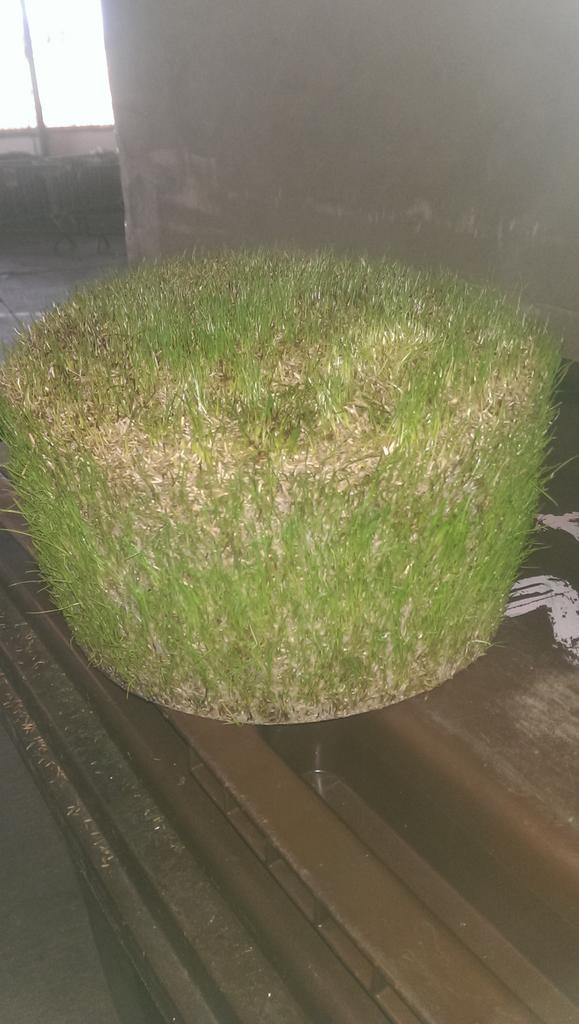 Shane5434's tweet image. Thats what happens when you leave pre-germ too long in a bucket!! #pregerm #grass #grasscake #solid