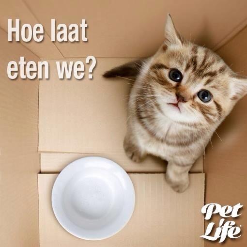 PetLifeMagazine's tweet image. 