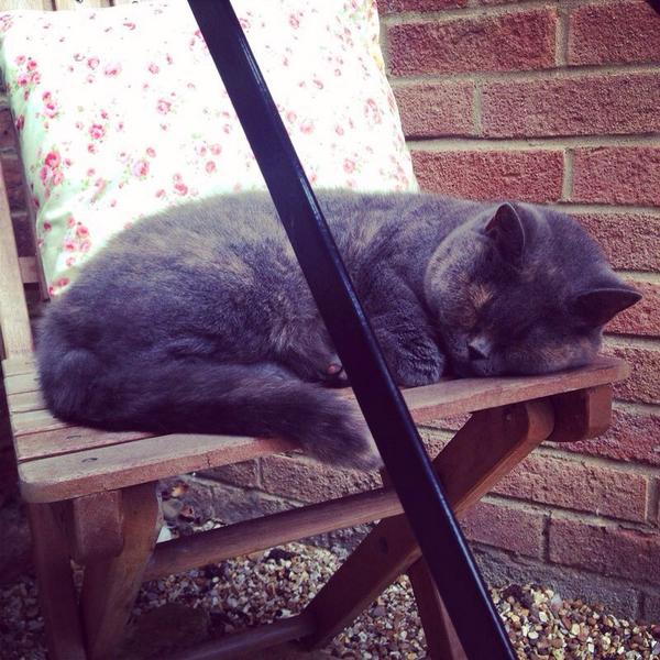 Pussy Pic as requested by <a href="/PaulSpanton/">Paul Spanton</a> @PaulMarcusRadio  Gloria showing her Bank holiday plans