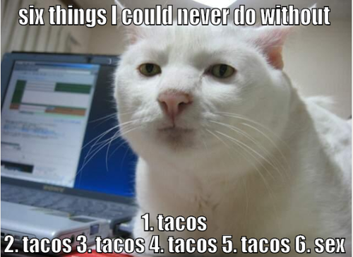 OKcatpic's tweet photo. dur, ya think this guy took this dating question literally, or are these things all he needs to live? #OKcatpic #wut http://t.co/qnXY0DEDPr