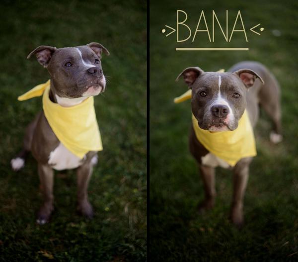 Bana 4 year old spayed Pitbull for adoption #adopt #pitbull  #shelterdog