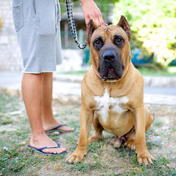 presa canario pitbull mix puppies