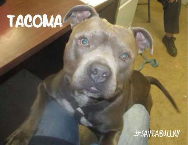 SaveaBullNY's tweet photo. It's Friday!! Ya know what goes great with a beautiful weekend? A beautiful new best friend. #mhhs #adopt #albany http://t.co/l2UbhRLWoE