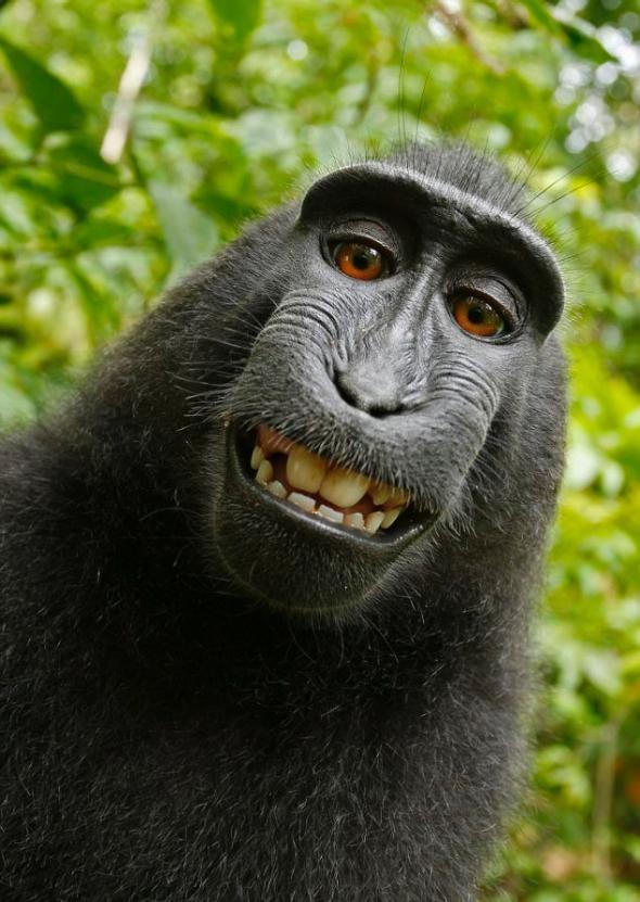 Slate's tweet image. The government just weighed in on the great monkey-selfie controversy of 2014 slate.me/1oZ0u8k