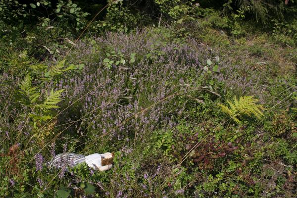 I've gone to Sweden. pretty nice but where is all the ABBA?