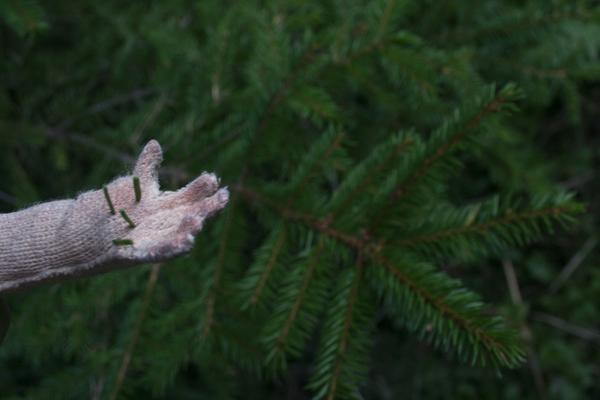 who put these needles on all the trees. why do you hate me.