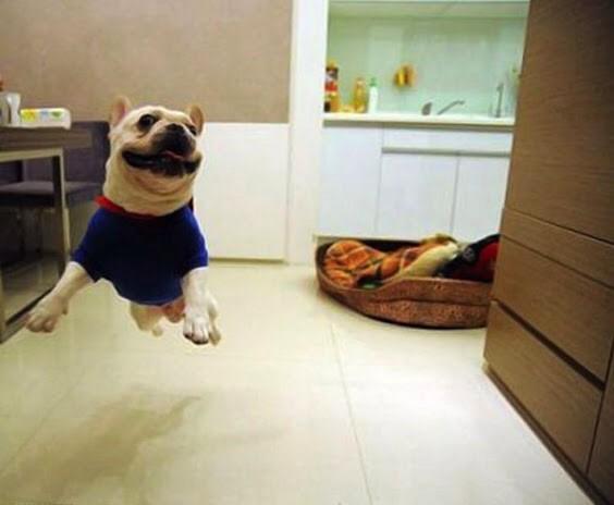 dogcelebration's tweet image. Really is it really Friday oh boy oh boy Waheey 🐾🐾🐾🐶 #Dogcelebration