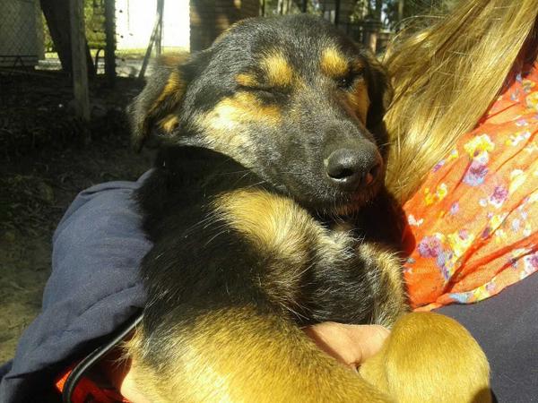 maxarmoza's tweet photo. Una nueva rescatada va a tener familia!! Hoy se castra y el lunes se entrega!! Gracias @agosmilla por salvarla!! http://t.co/psXpUiV7Si