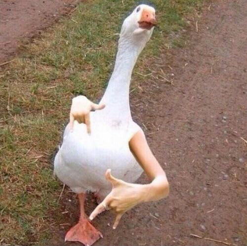 ReallyTumblr's tweet photo. autocorrecting from fuck to duck http://t.co/XjM02sQrY4
