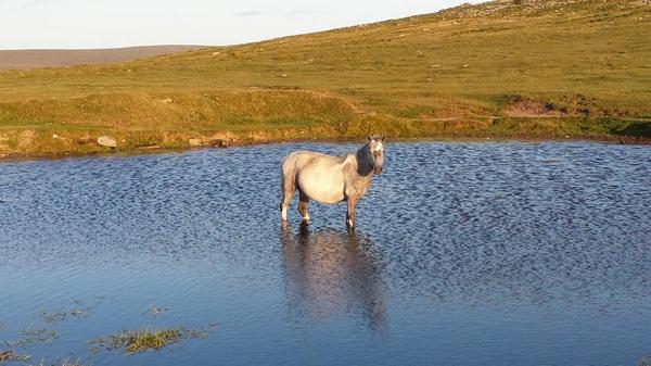 HORSE HAVING A PADDLE