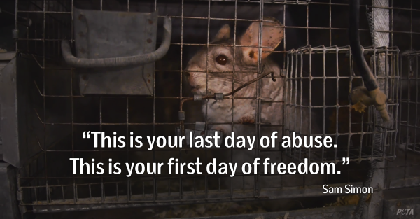 peta's tweet photo. @KatGraham VICTORY!

PETA &amp; @simonsam RESCUE 400+chinchillas from electrocution on fur farm. http://t.co/Ltsxkh05BM http://t.co/y9LDHJ0MJQ