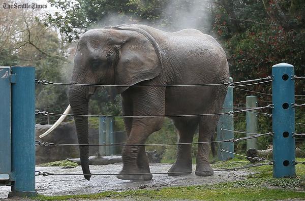 :( RT <a href="/seattletimes/">The Seattle Times</a>: Zoo keepers euthanized the 45-year-old Watoto after she collapsed:
seati.ms/1rqGXiY