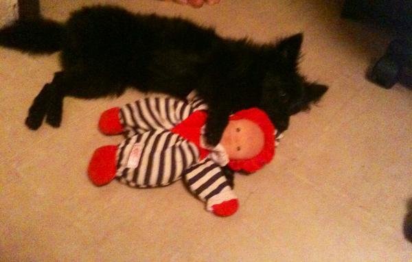 OTHsourcefr's tweet photo. Regardez ça si c'est pas mignon! En plein dodo avec son doudou! :) #MonChiot http://t.co/q1asj96Ogp