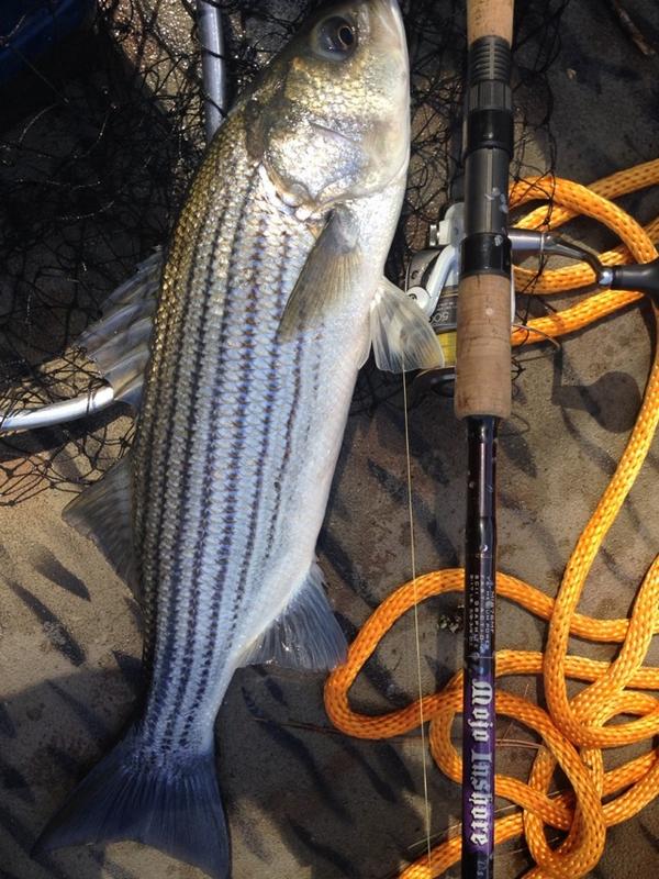 jeffhartzoginsc's tweet image. Saluda River stripers on Shimano FJ500 &amp;amp; St Croix Mojo Inshore combo!  @ShimanoFishUSA @StCroixRods #fishSC