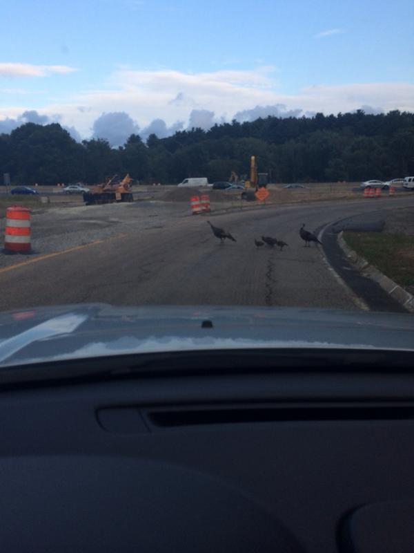 NicoleJacobsTV's tweet image. Why did the turkey's cross the road? #FridayCommute #RushHour #StoppingTraffic