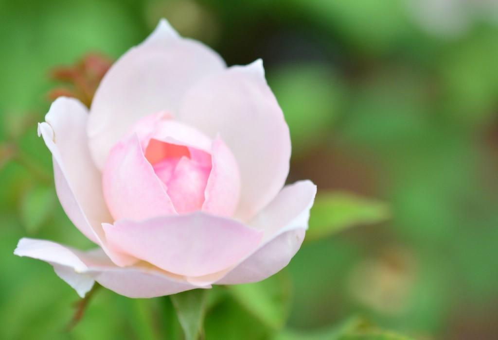 茂利 ゴリ ログイン少なめm M セント セシリア 花言葉 愛 君のみが知る 温かい心 この花を愛した歴史上の人物は多い マリーアントワネット王妃は宮中にバラ園を作る 宮廷画家ルブラン夫人による肖像画 バラを持つマリー