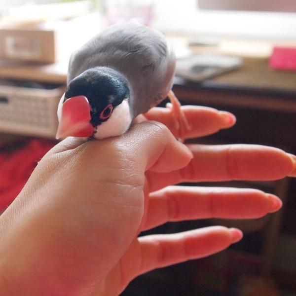 文鳥かわいい 首振り扇風機を警戒する今日の文鳥 Http T Co Owbuwk1l4u 文鳥かわいい 首振り扇風機を警戒する今日の文鳥 Http T Co Owbuwk1l4u