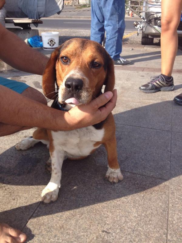 PetArkadas's tweet photo. “@kayipkopek: LÜTFEN RT! #istanbul #bebek Sahili'nde sahipsiz Beagle bulundu! SAHİBİ ARANIYOR! İletişim: @resssam http://t.co/wXHVHyBn5z”