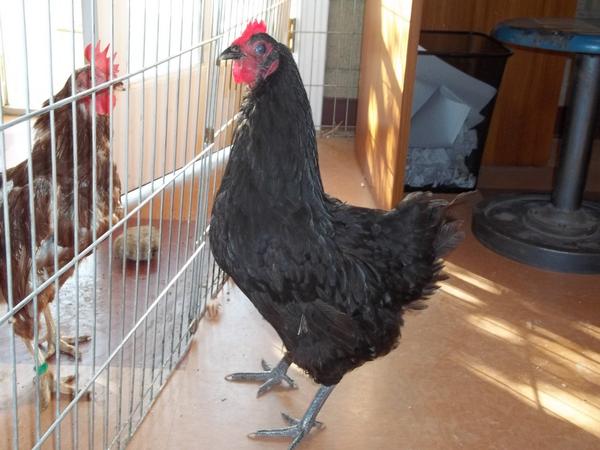 Happy Hen Rescue tweet media