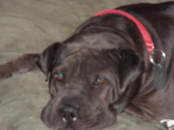 3dogcrew's tweet photo. #kissapit This is Mister Tickles he is a pit sharpie mix rescued with full blowen heart worm cured and now loved . http://t.co/WvjS93hizN