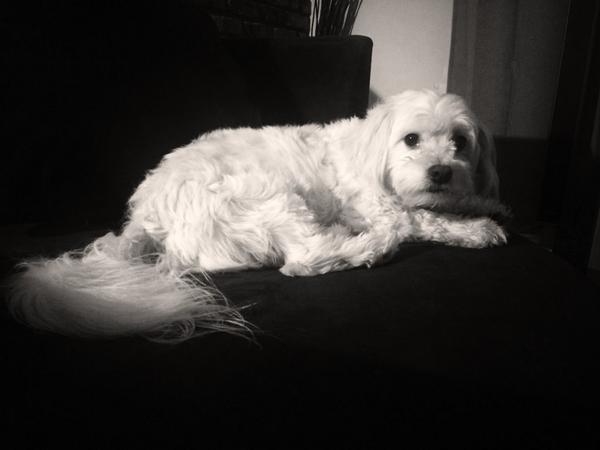 JennyJonesing's tweet photo. Dogs make the world go round. #dextertime http://t.co/3TaLGXiIJF