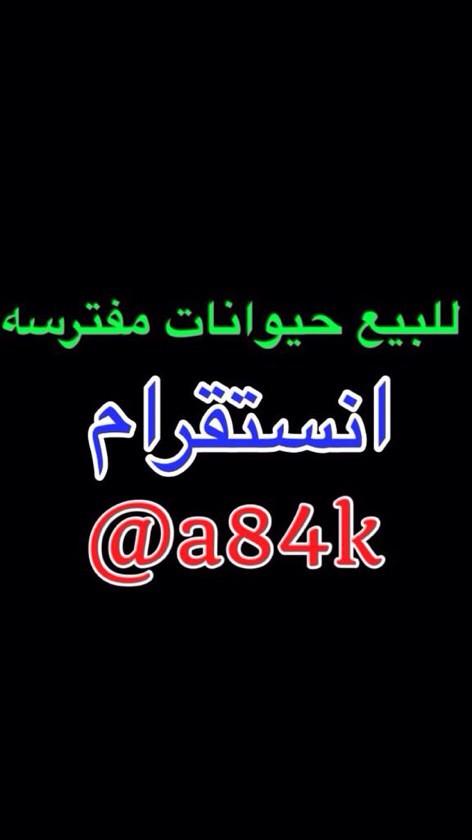 دعم المغردين tweet media