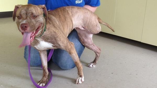 CBCNews's tweet photo. Dog that underwent DNA testing, leg amputation adopted http://t.co/aQt63b3wOI http://t.co/7C1s2V6ycn