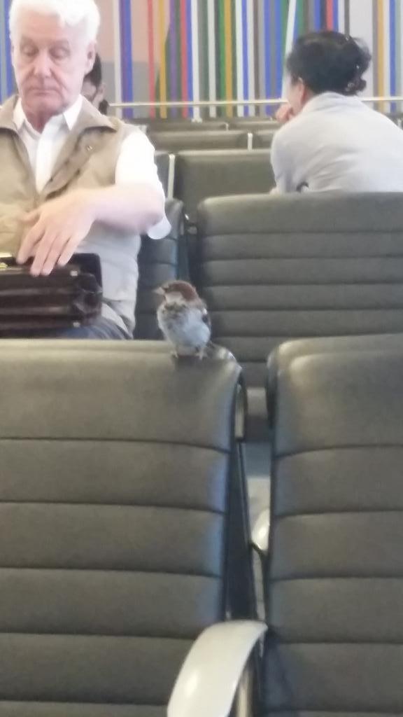 KaislaKollanus's tweet photo. SOON my traveling buddy will change from this bird to @fihardie94 ! 17 hrs left til take 3 at nova! http://t.co/Fyrrxo7Bc6