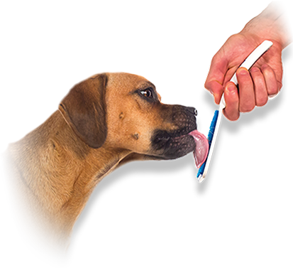 Nieuw Tapijt Stinkt hond stinkt tapijt stinkt naar hond wat nu with hond Nieuw Tapijt Stinkt hond stinkt tapijt stinkt naar hond wat nu with hond