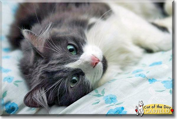 catoftheday's tweet photo. Garfield the Turkish Angora is today's Cat of the Day! Story &amp; photos at http://t.co/stqYA621o0

#caturday #cat #cats http://t.co/vlTVXmKd2C